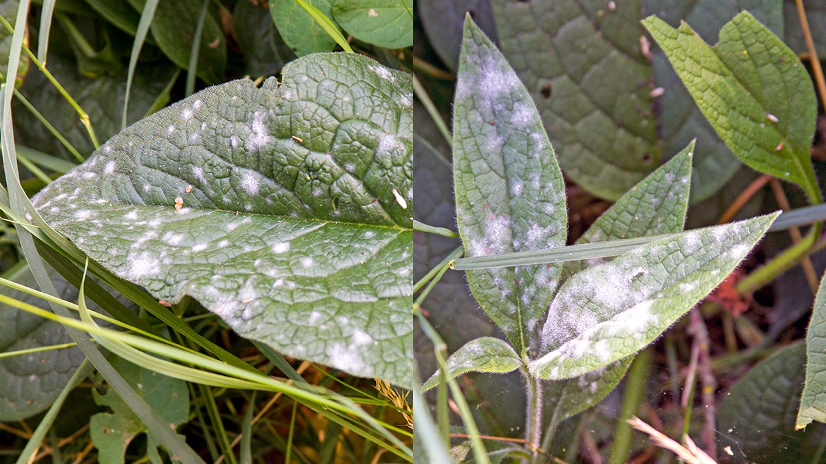 powdery mildew [Golovinomyces sp.?]