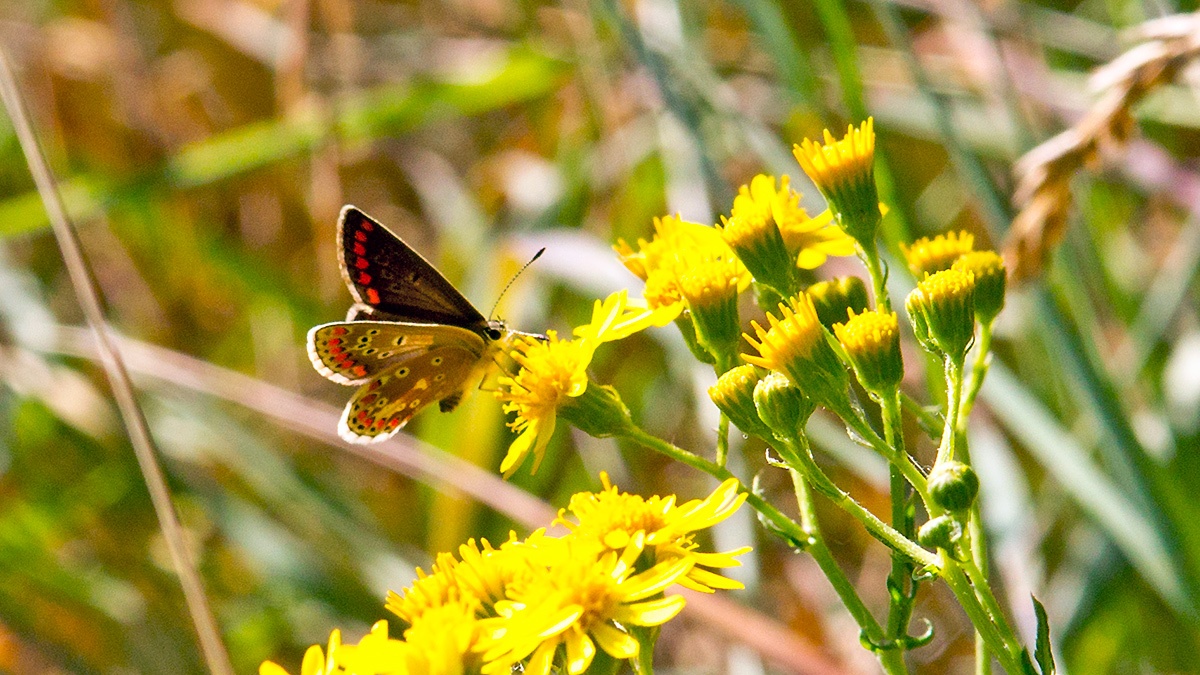 Brown Argus [Aricia agestis]