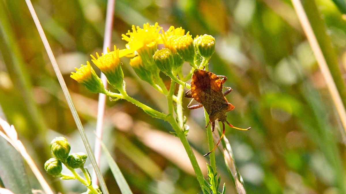 Dock Bug [Coreus marginatus]