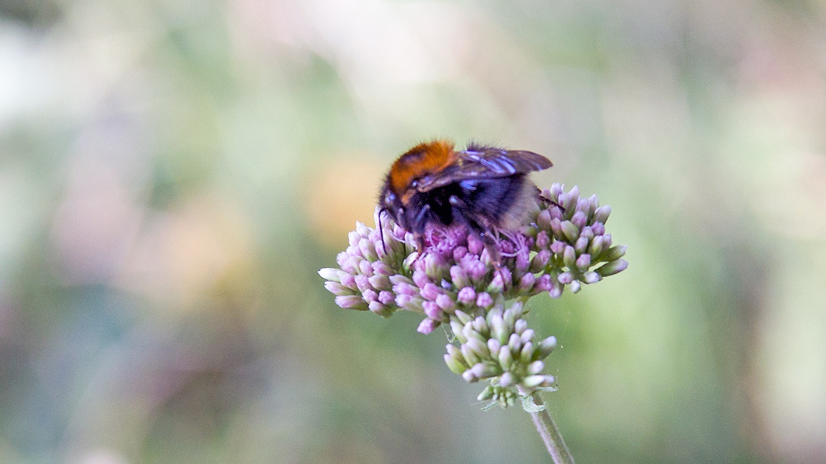 Tree Bumblebee [Bombus hypnorum]