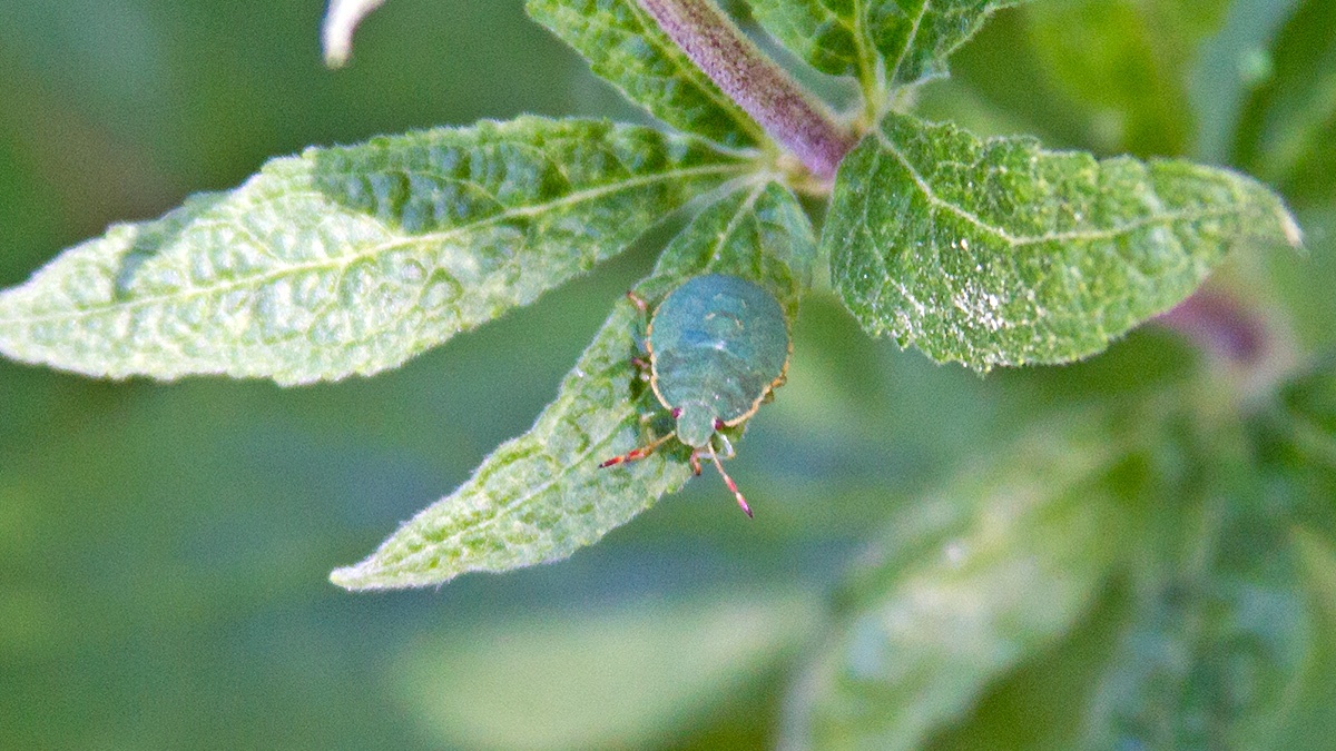 Common Green Shieldbug [Palomena prasina]