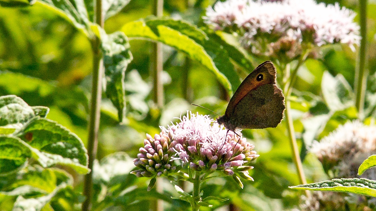 Meadow Brown [Maniola jurtina]
