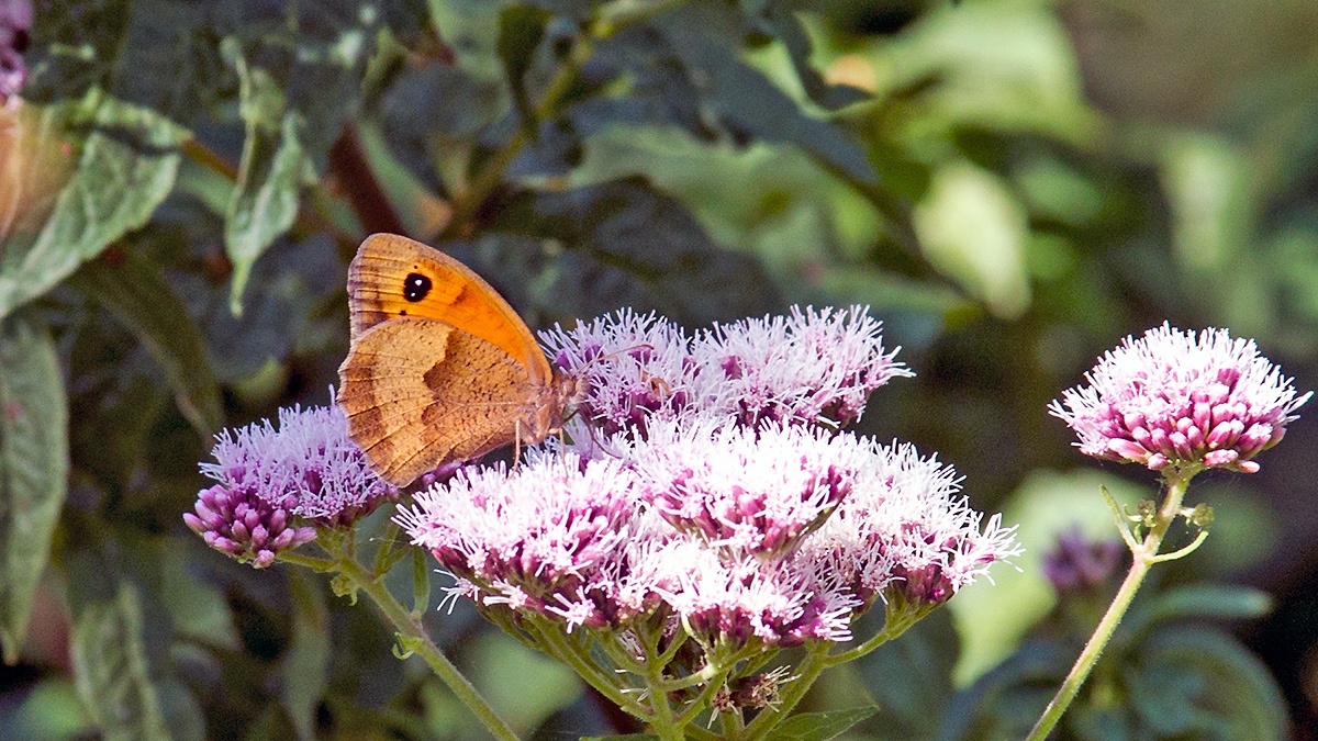 Gatekeeper [Pyronia tithonus]