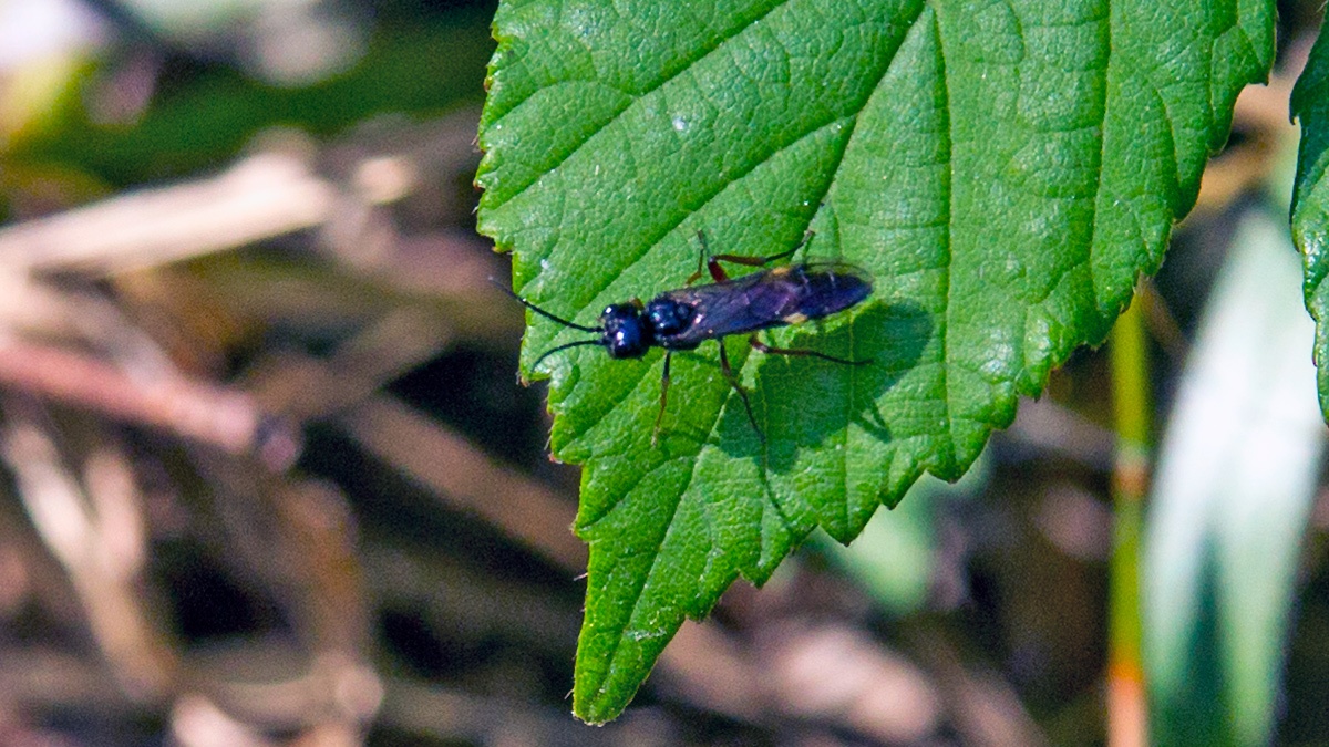 Curled Rose Sawfly [Allantus cinctus]