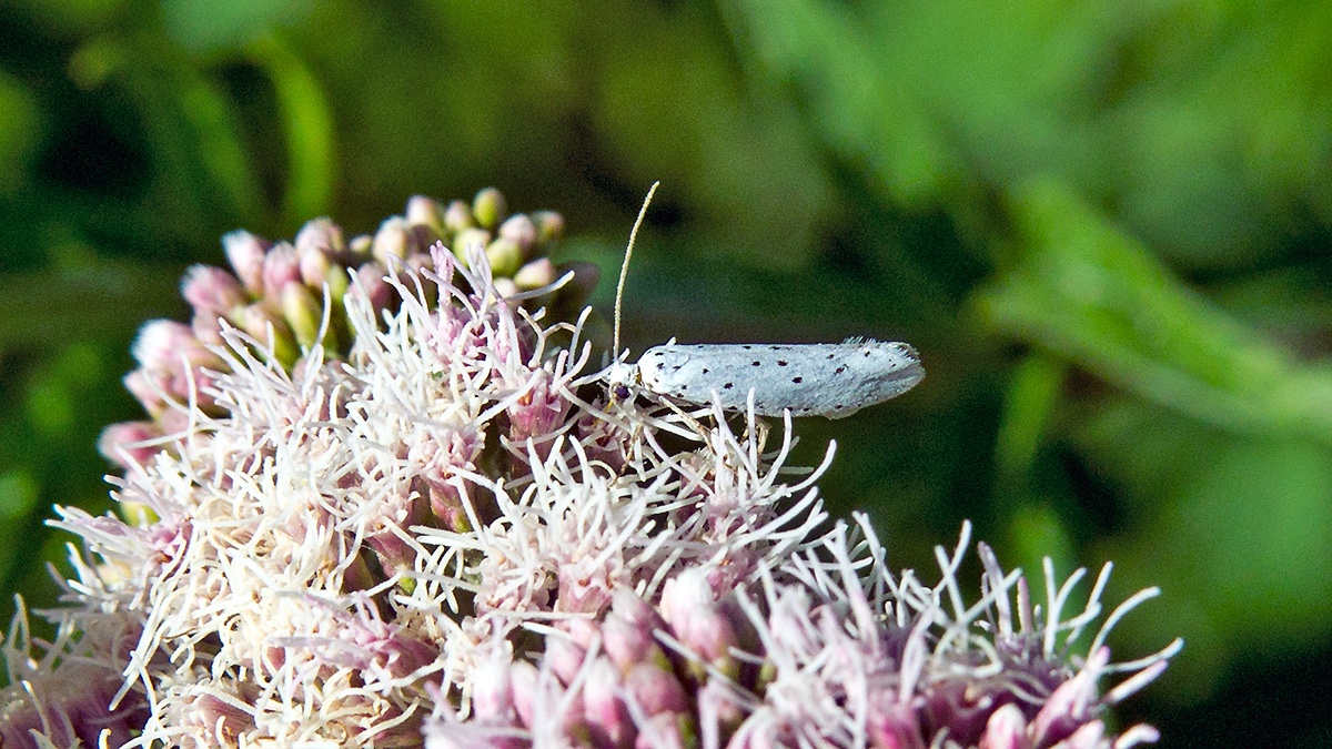 Spindle Ermine [Yponomeuta cagnagella]