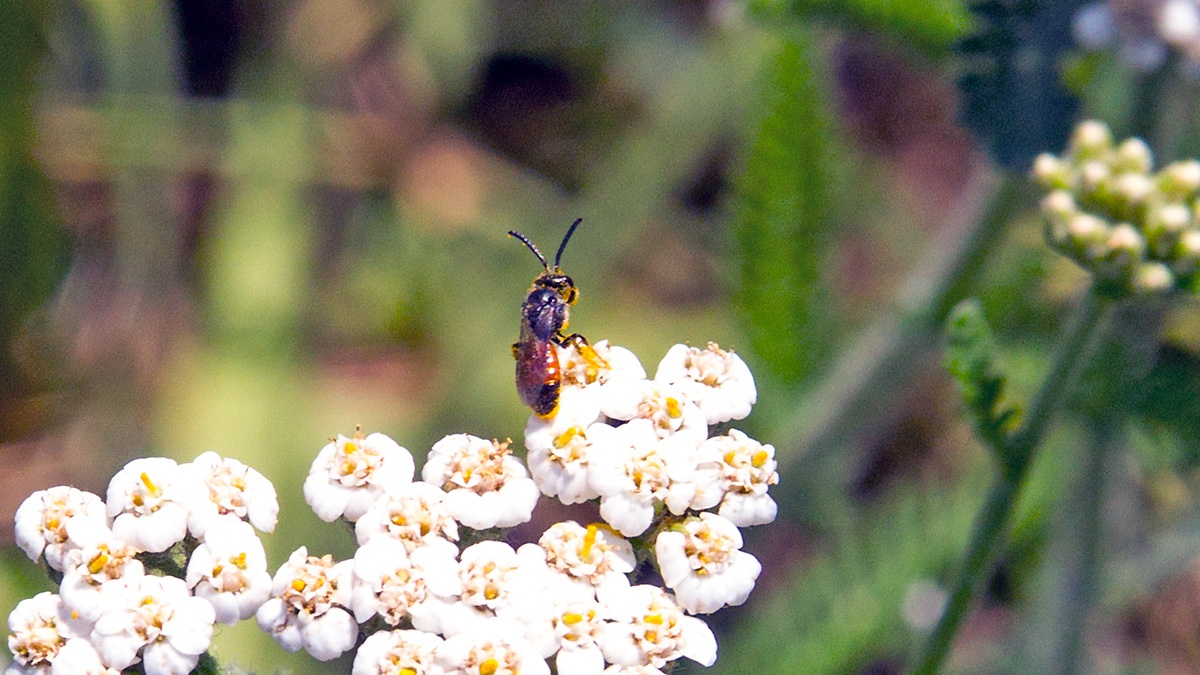 blood bee [Sphecodes sp.]