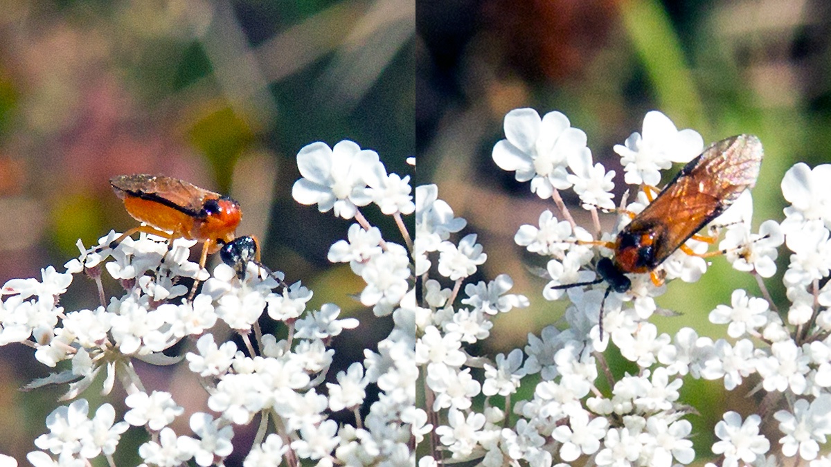 Turnip Sawfly [Athalia rosae]