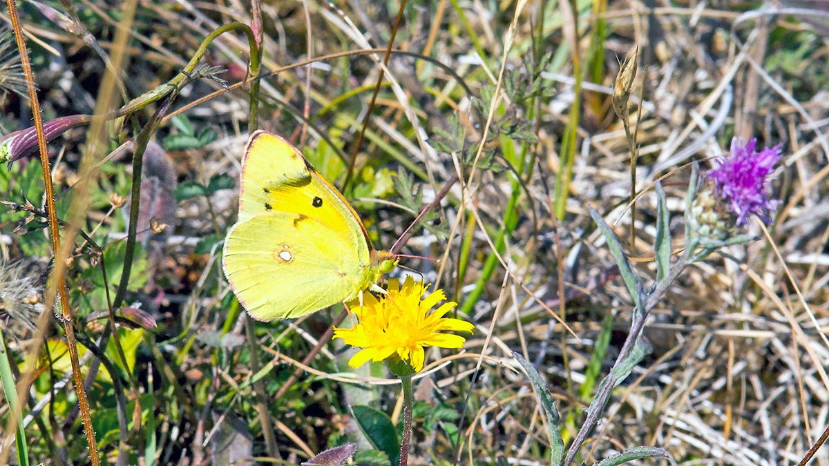Clouded Yellow [Colias croceus]