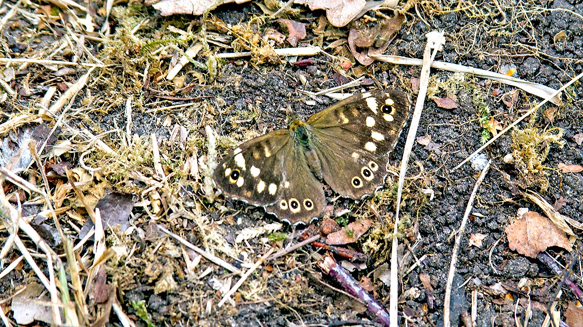 Speckled Wood [Pararge aegeria]