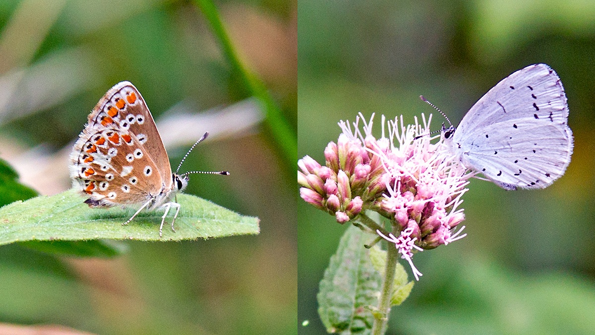 2 butterflies on Hemp-agrimony