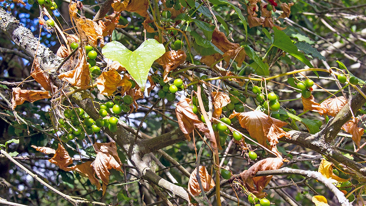 Black Bryony [ Dioscorea communis ]