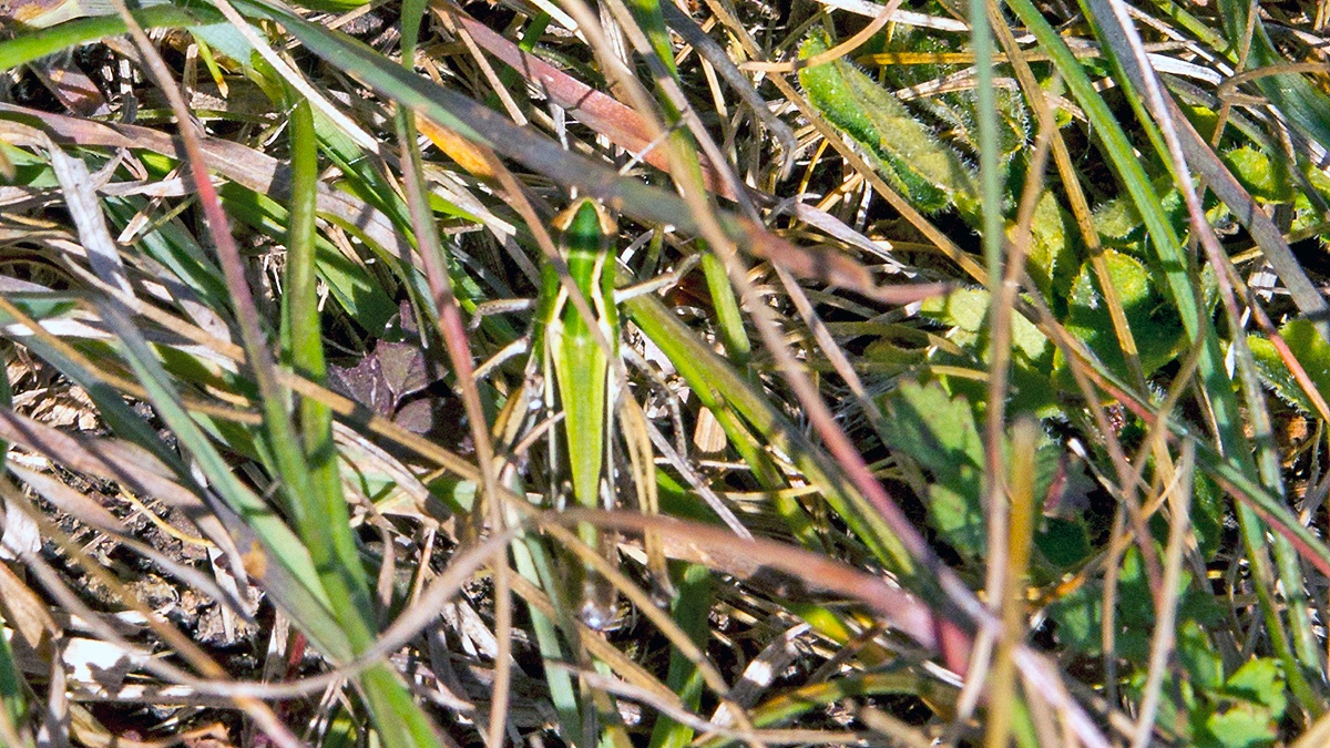Common Green Grasshopper [Omocestus viridulus]