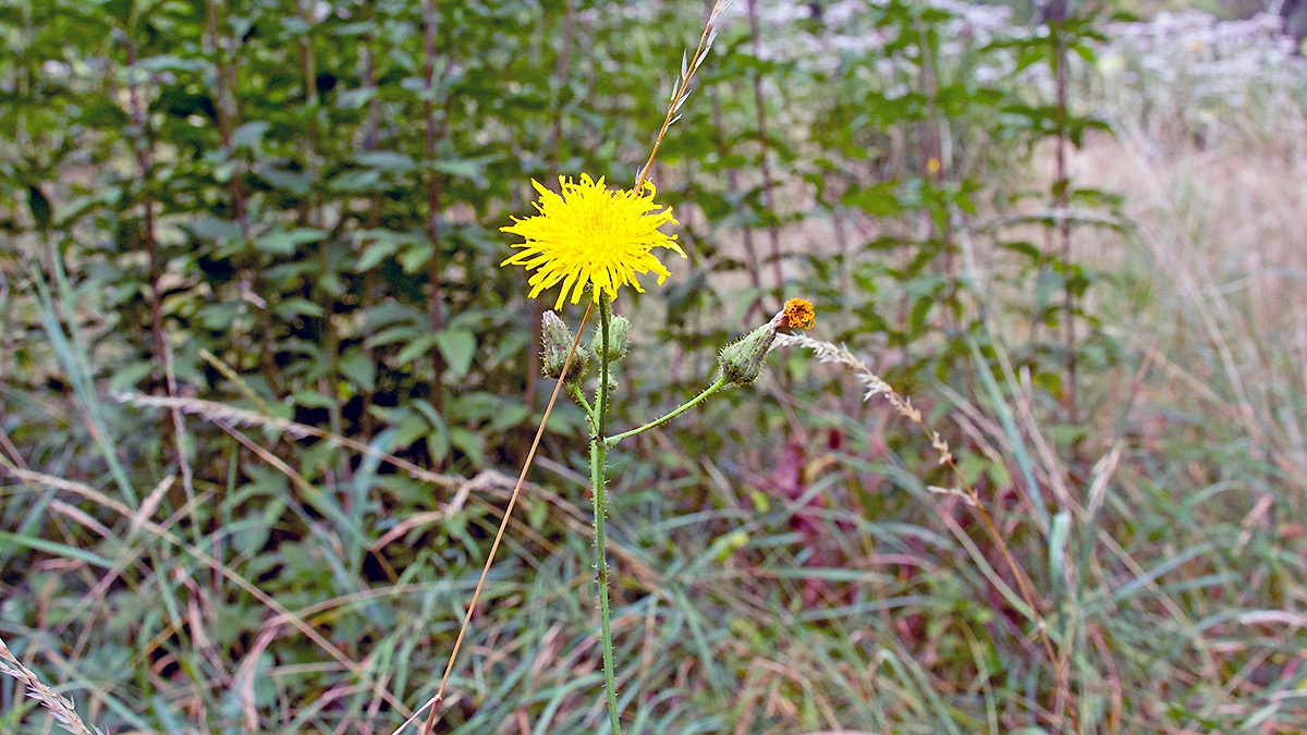 Perennial Sow-thistle [Sonchus arvensis]
