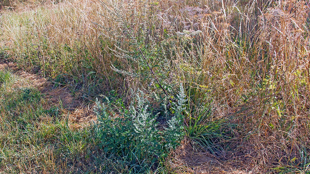 Mugwort [Artemisia vulgaris]