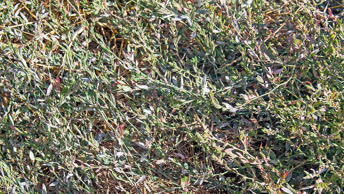Common Knotgrass [Polygonum aviculare]