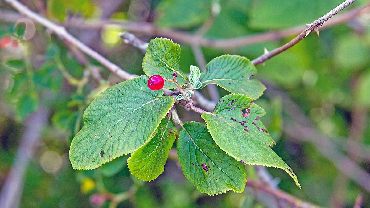 Wayfaring Tree [Viburnum lantana]