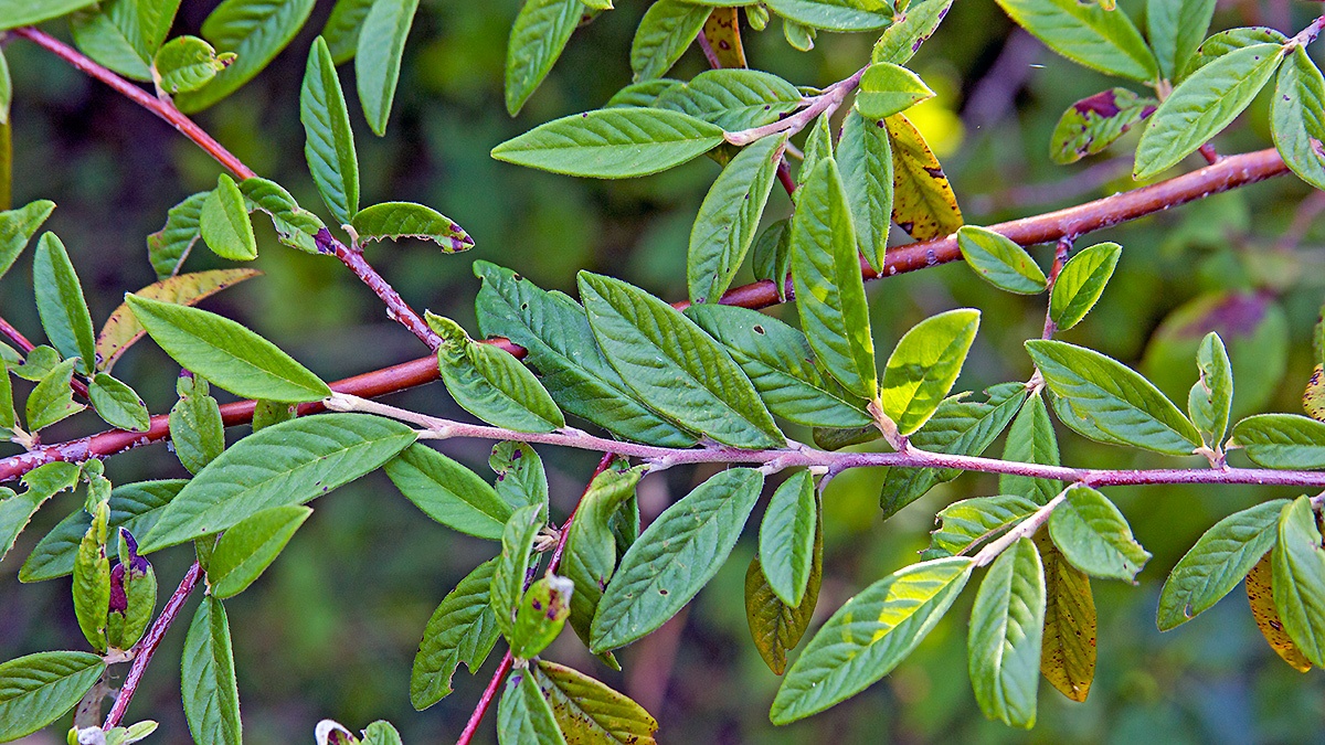 Willow-leaved Cotoneaster [Cotoneaster salicifolius]