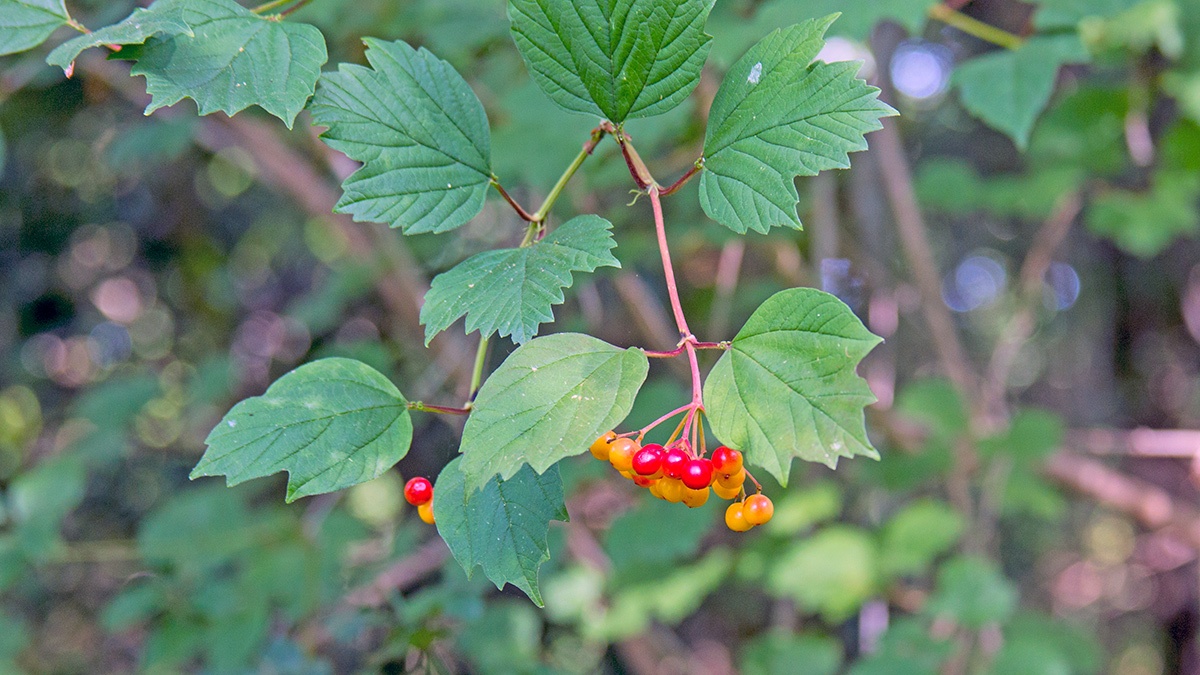 Guelder-rose [Viburnum opulus]