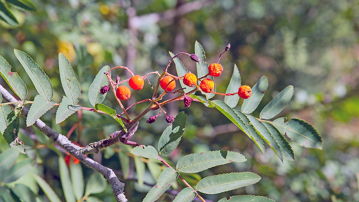 Rowan [Sorbus aucuparia]