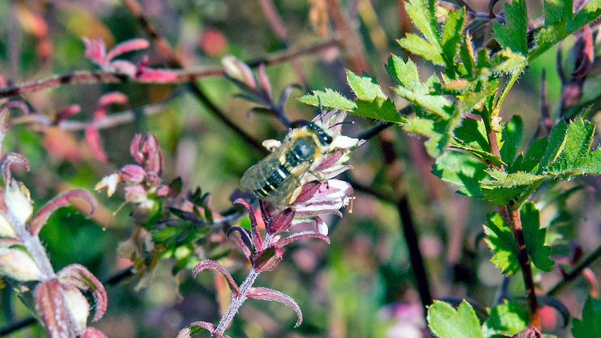 Red Bartsia Bee [Melitta tricincta]