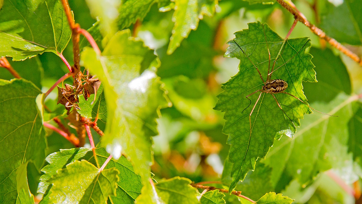 Box Bug [Gonocerus acuteangulatus]