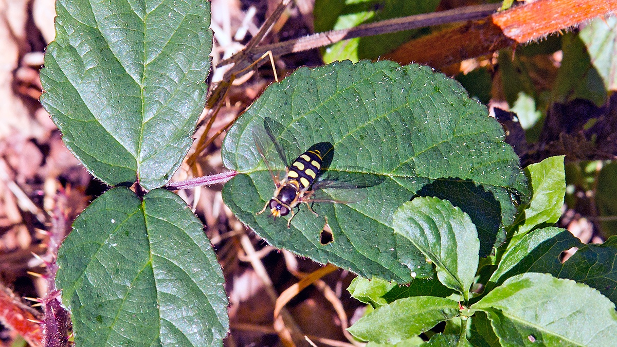 Black-tailed Aphideater [Eupeodes luniger]