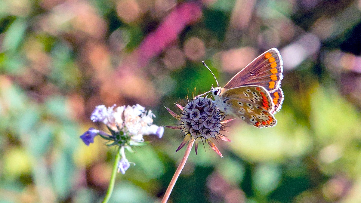 Brown Argus [Aricia agestis]