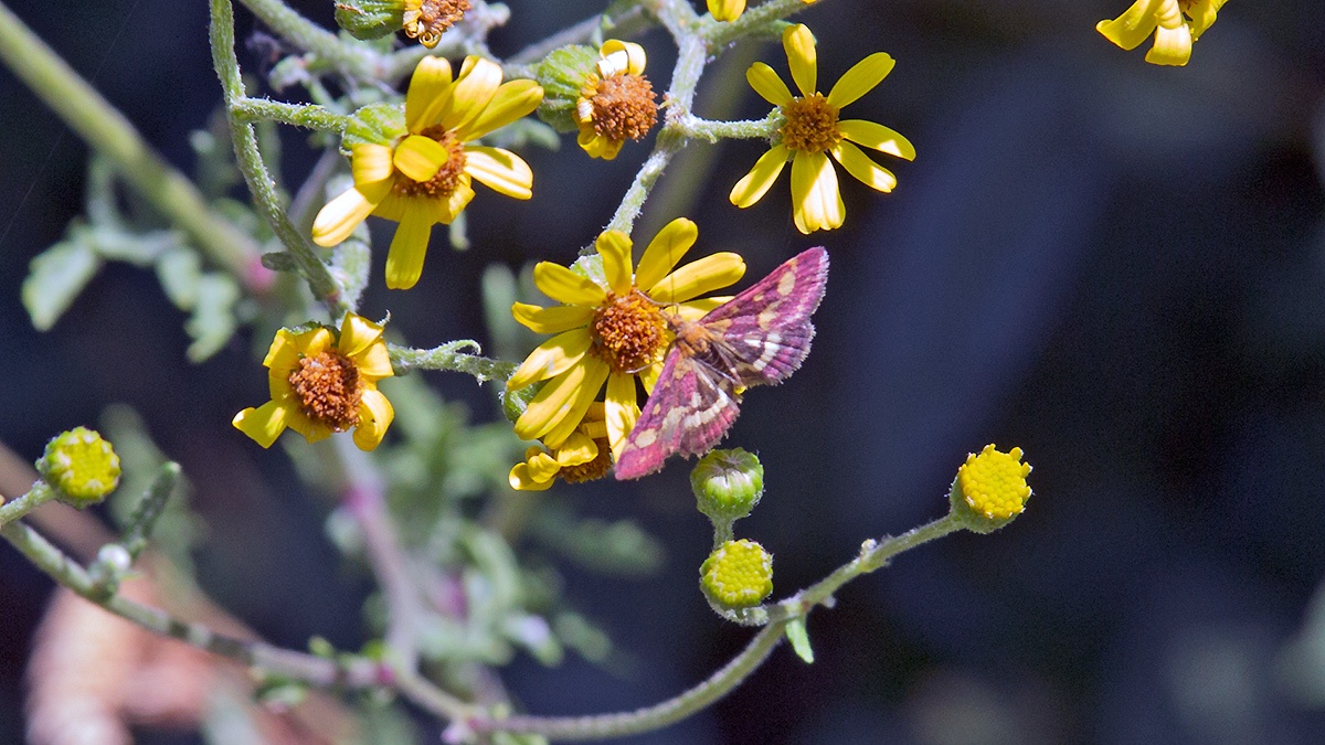 Common Purple-and-Gold [Pyrausta purpuralis]