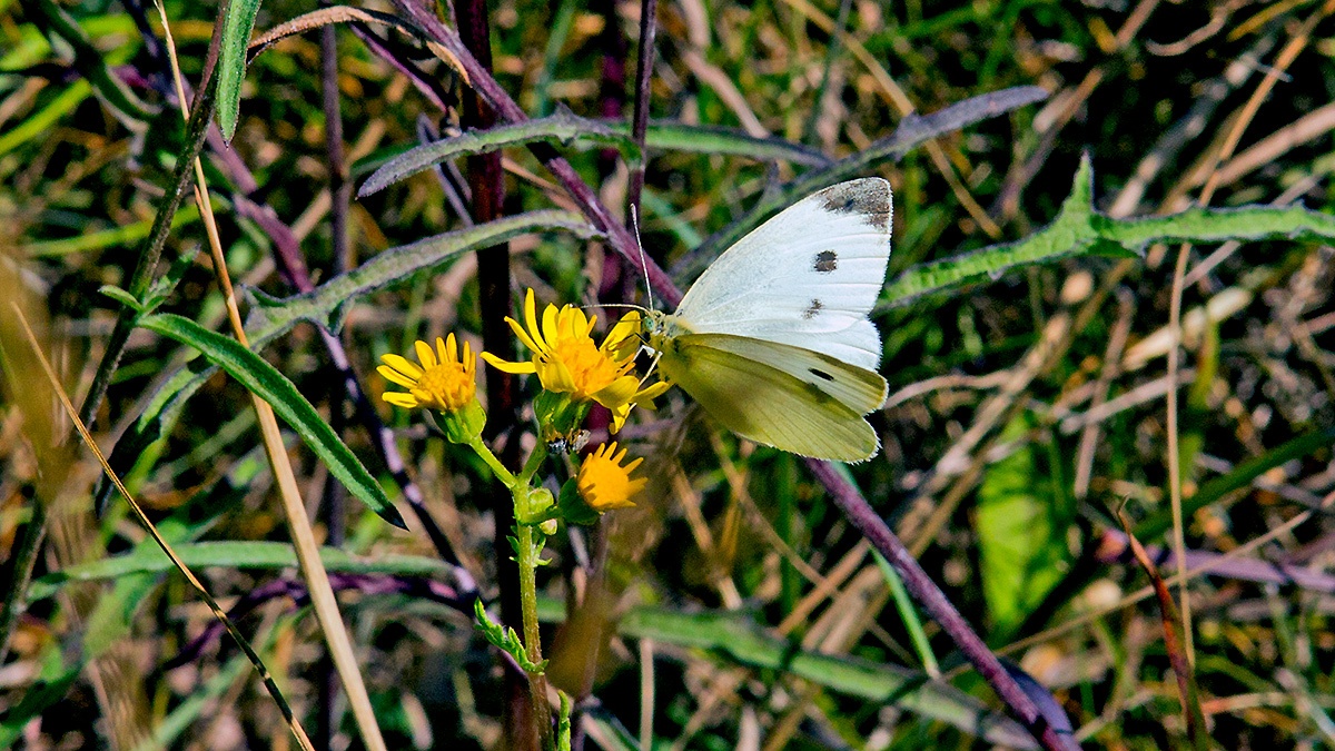 Small White [Pieris rapae]