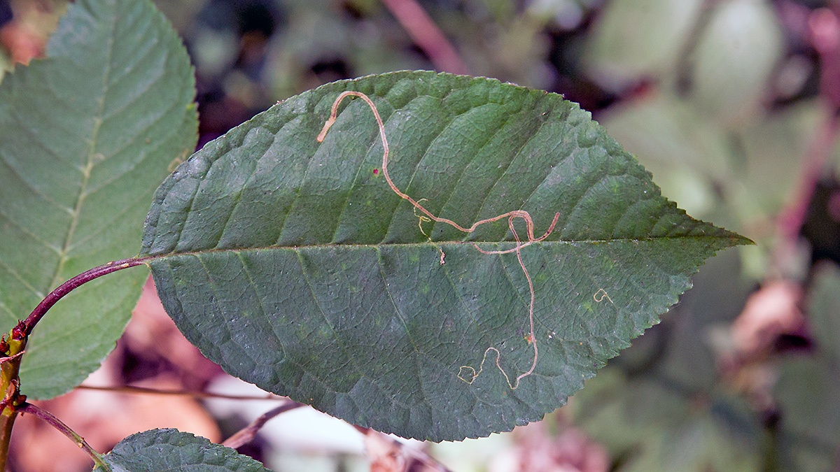 Apple Leaf Miner [Lyonetia clerkella]
