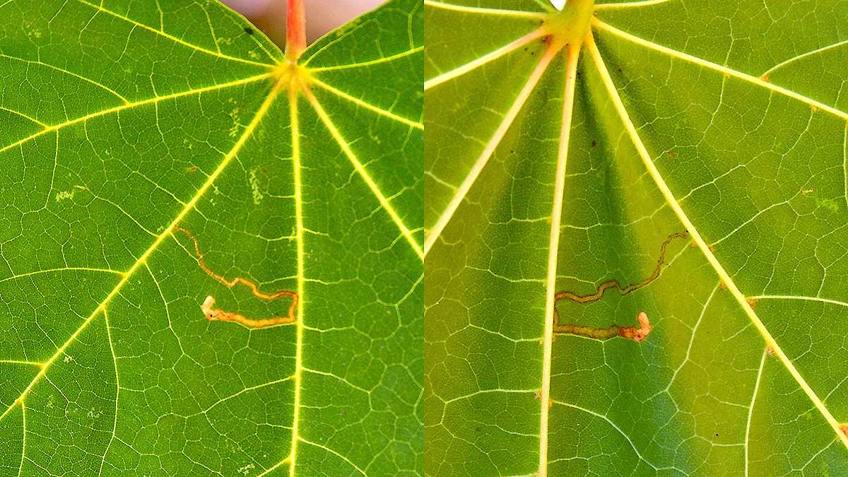 Maple Dot [Stigmella aceris]
