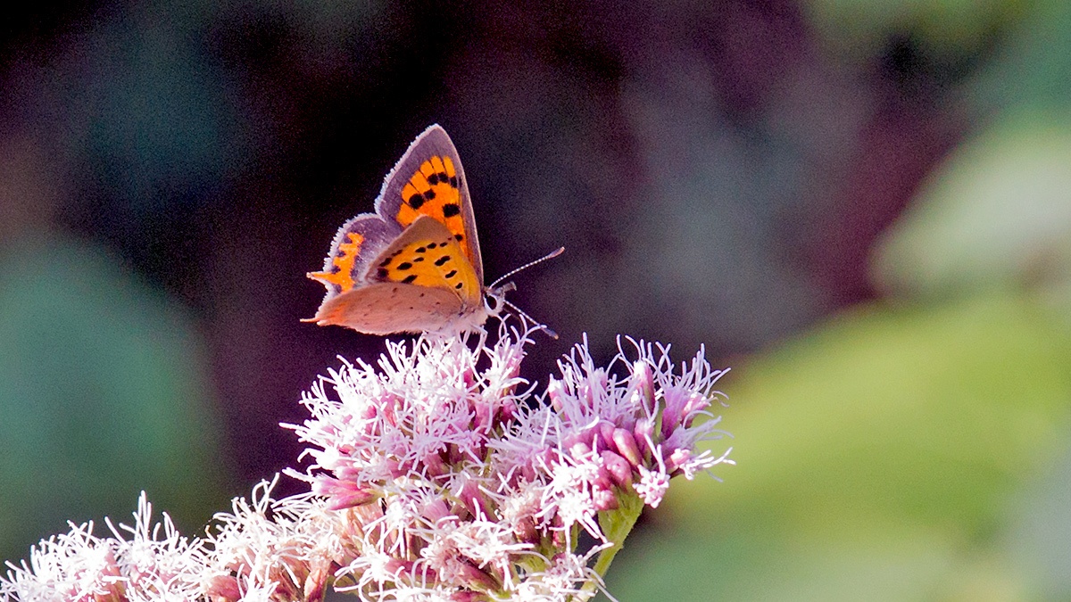 Small Copper [Lycaena phlaeas]