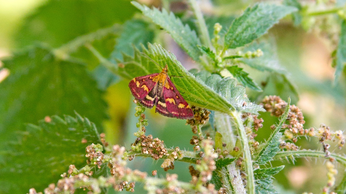 Common Purple-and-Gold [Pyrausta purpuralis]
