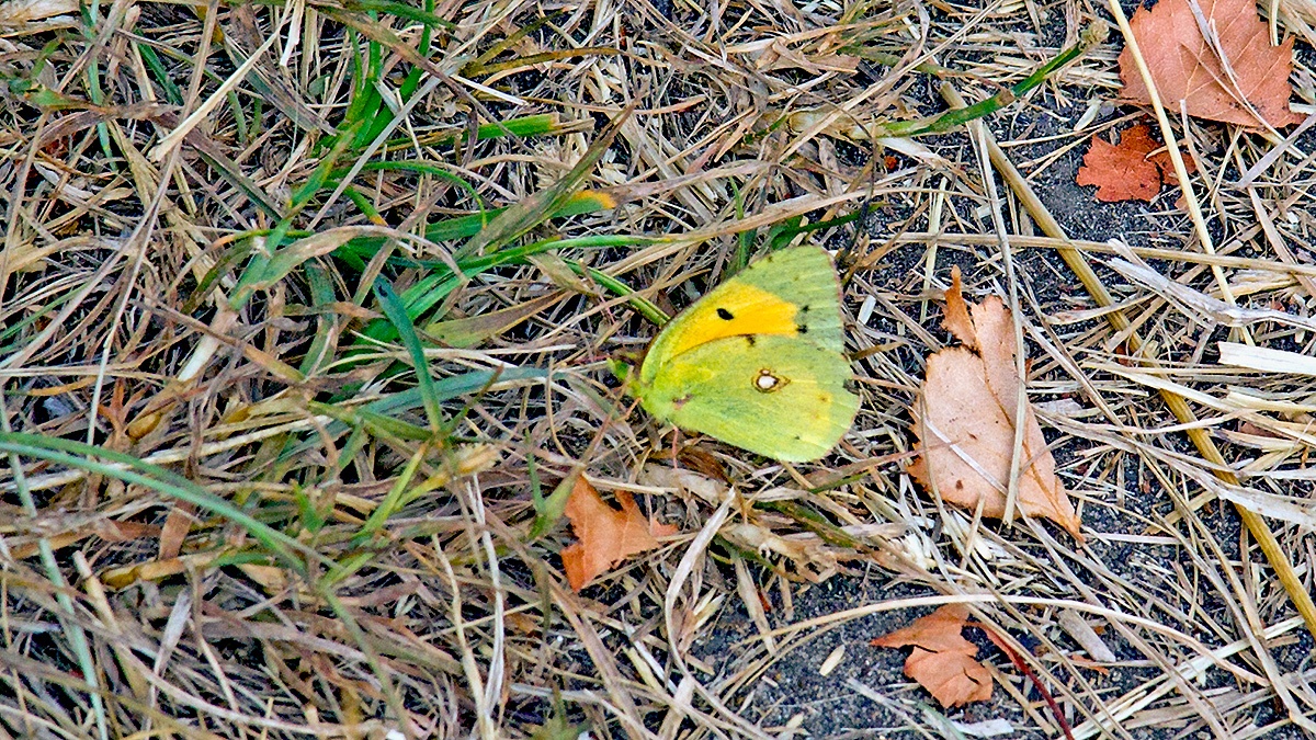 Clouded Yellow [Colias croceus]