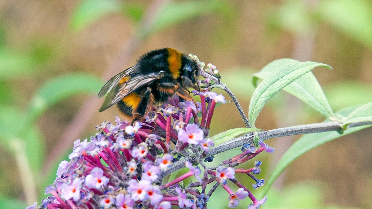 Buff-tailed Bumblebee [Bombus terrestris]
