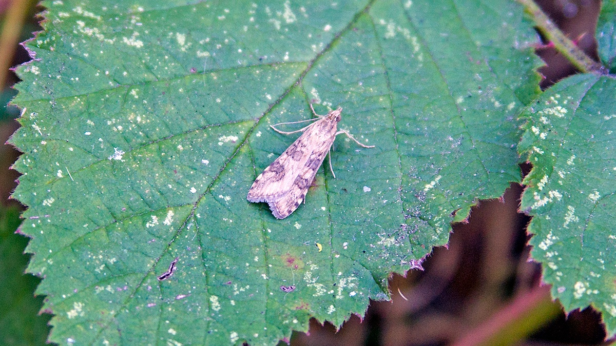 Rush Veneer [Nomophila noctuella]