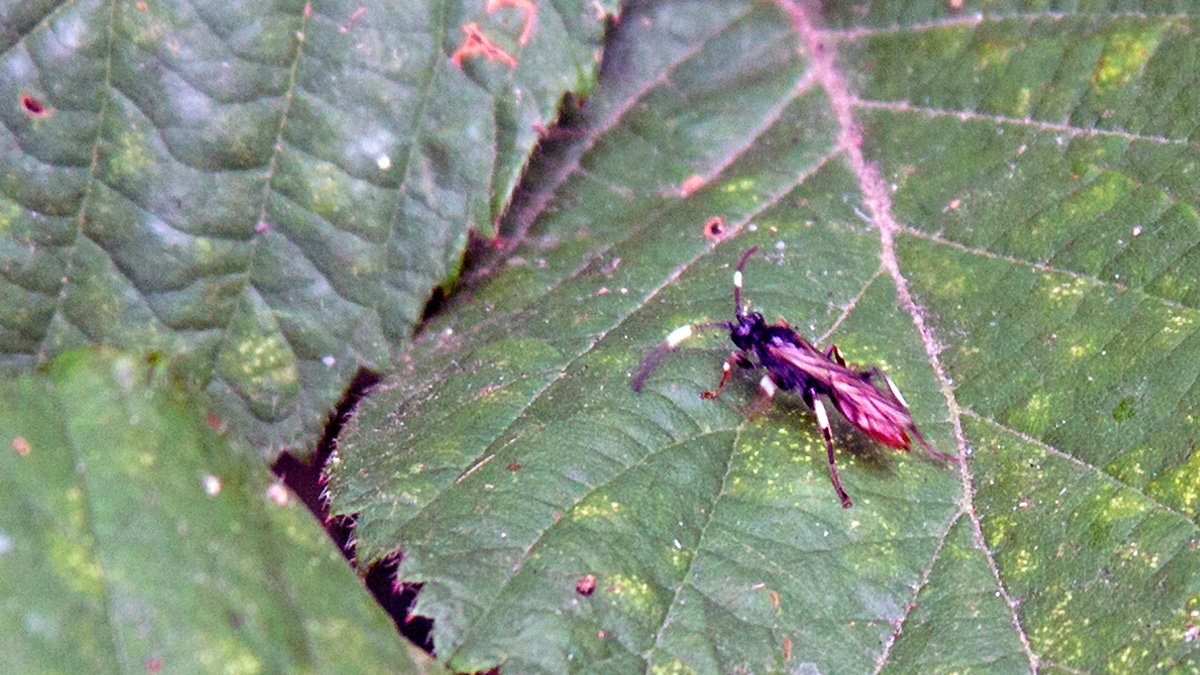 ichneumon wasp [unidentified]