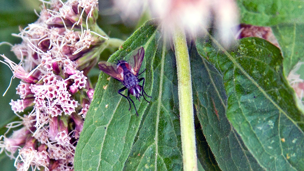 Red-spotted Parasite Fly [Eriothrix rufomaculata]