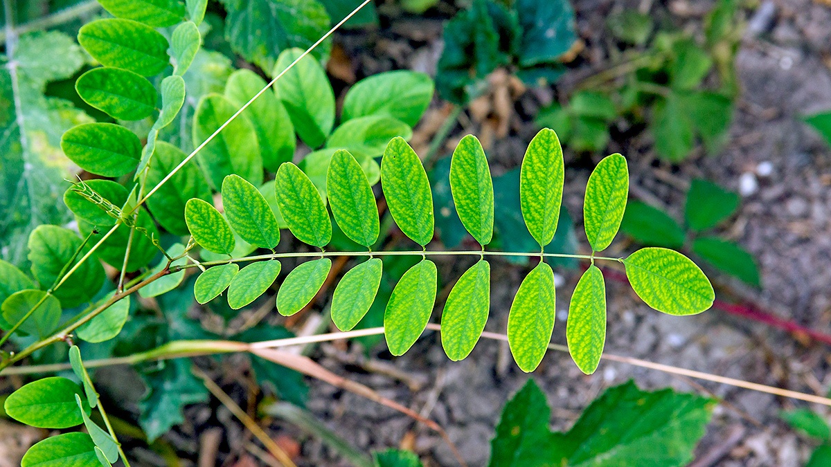 Black Locust Tree [Robinia pseudoacacia]