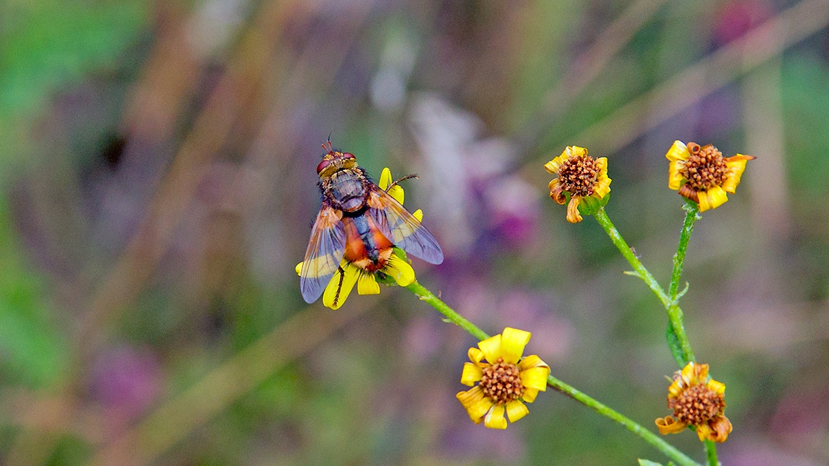 Common Tachinid [Tachina fera]