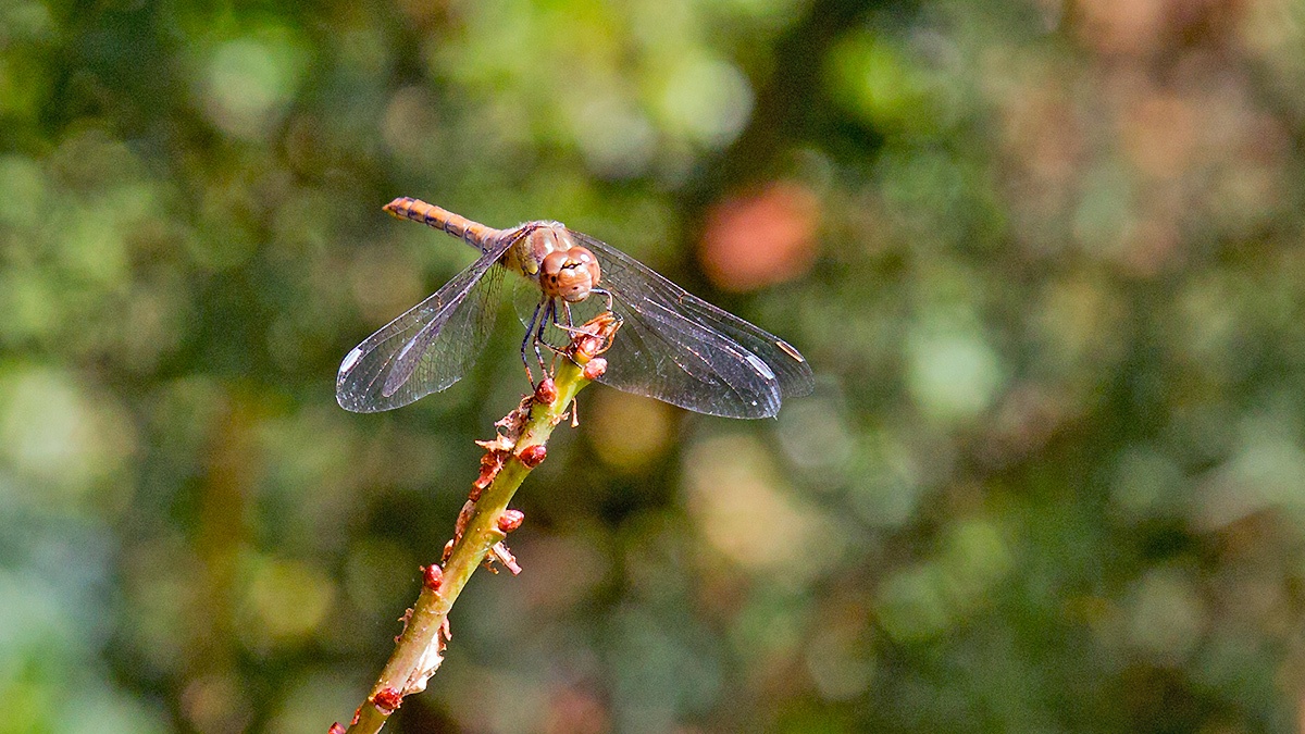 Common Darter [Sympetrum striolatum]