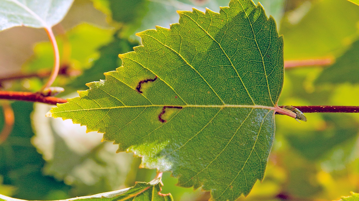 Birch Tuft moth [Bucculatrix demaryella?]
