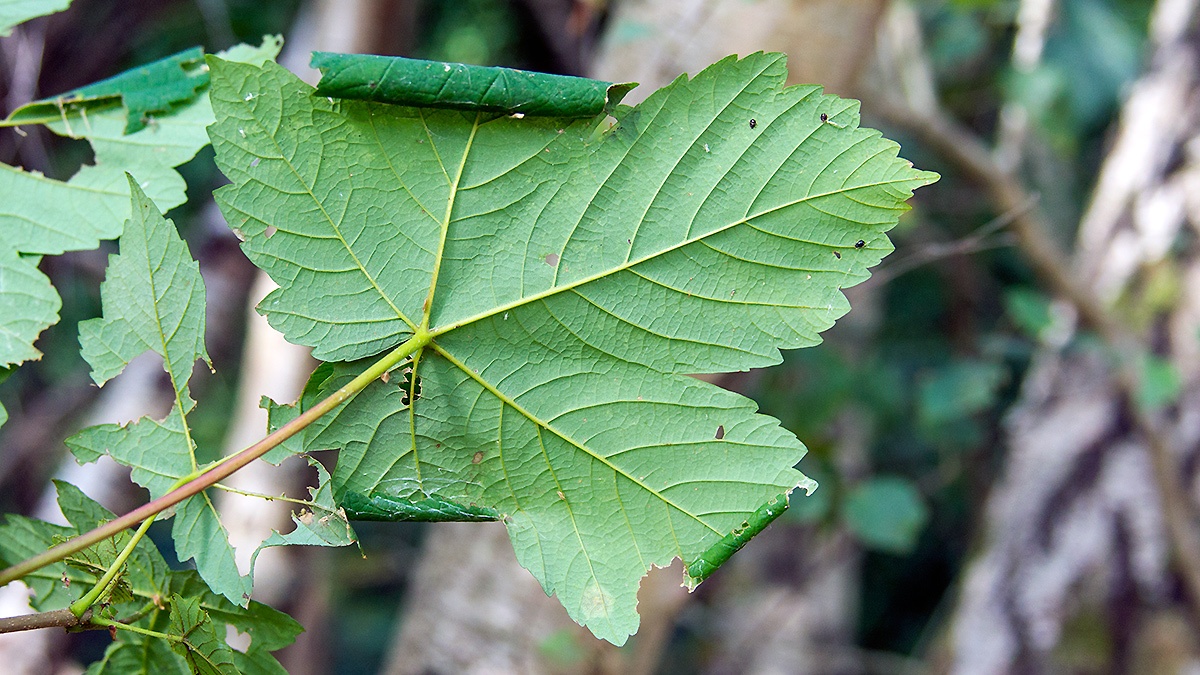 Rufous Stilt moth [Caloptilia rufipennella?]
