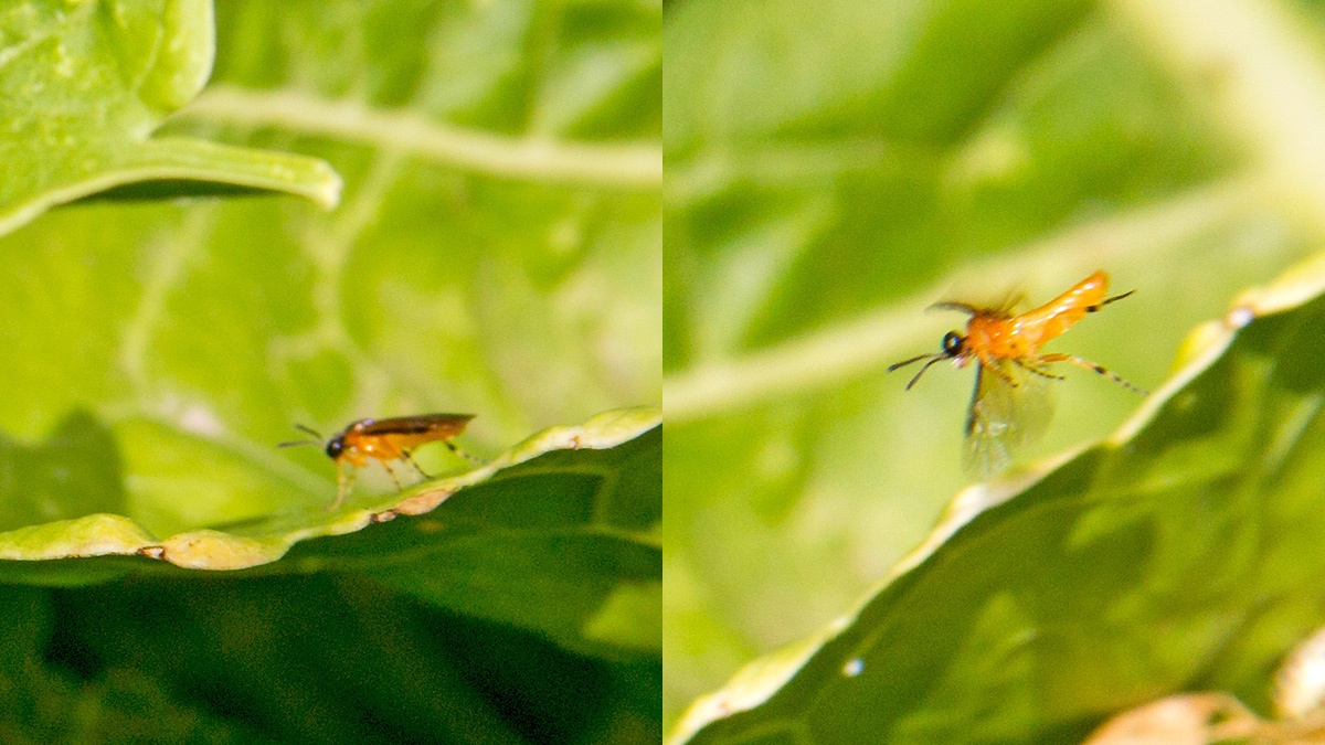 Turnip Sawfly [Athalia rosae]