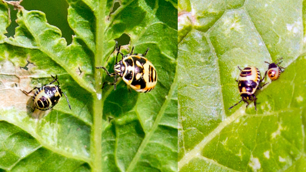 Brassica Shieldbug [Eurydema oleracea]
