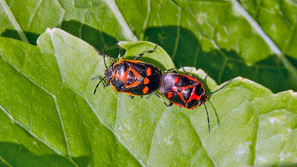 Brassica Shieldbug [Eurydema oleracea]