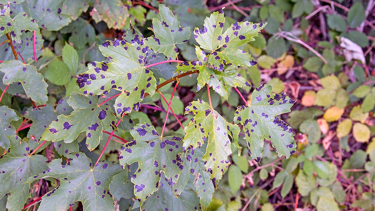 Tar Spot [Rhytisma acerinum]