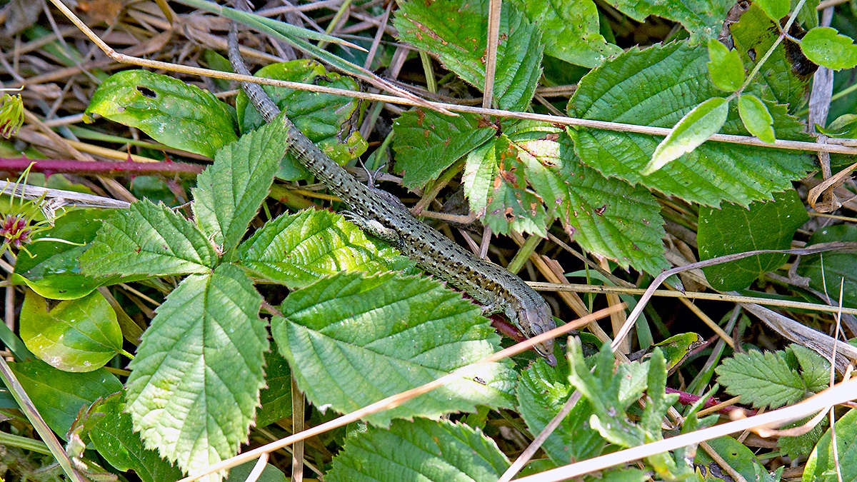 Common Lizard [Zootoca vivipara]