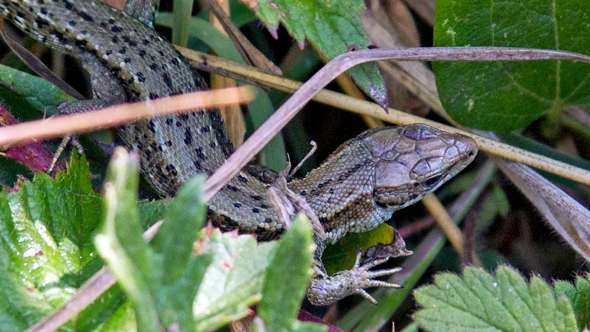 Common Lizard [Zootoca vivipara]