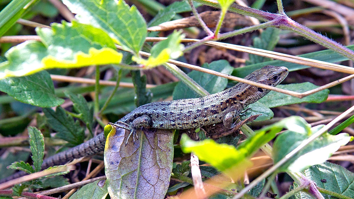 Common Lizard [Zootoca vivipara]